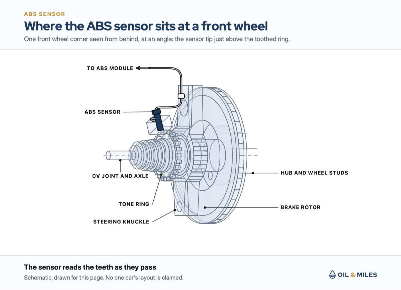 See-through semi-3D view of one front wheel corner from behind: the brake rotor, the hub with wheel studs, the steering knuckle and the toothed ring on the CV joint drawn transparent, and the ABS sensor in color, set in the knuckle with its tip just above the ring and its wire clipped to the knuckle on its way to the ABS module.