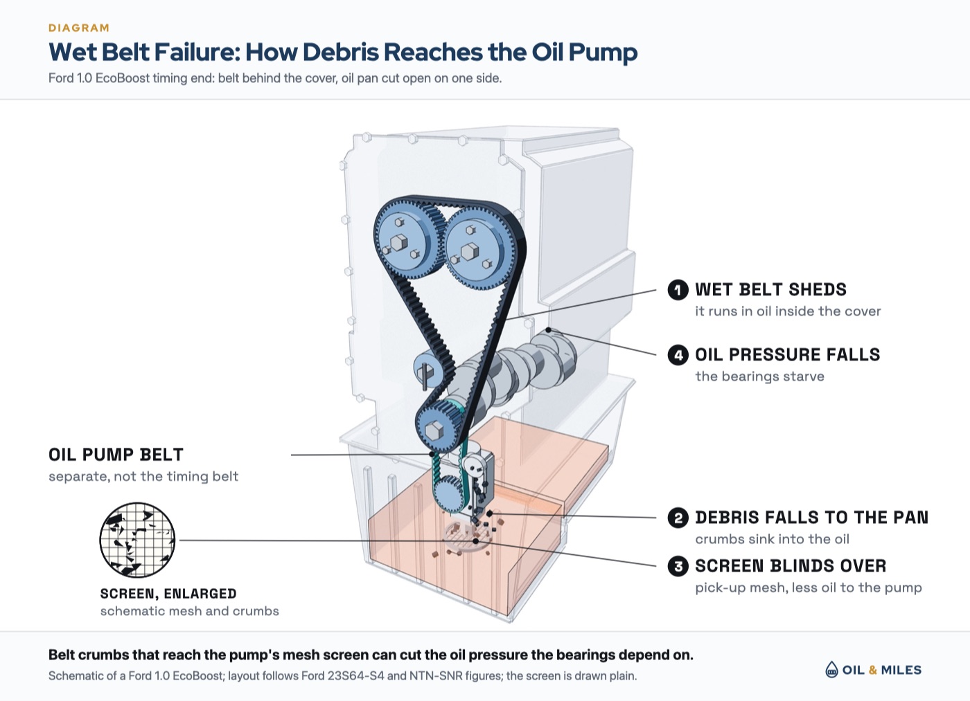 Wet belt engines failure route: the timing end of a Ford 1.0 EcoBoost with the cover ghosted, the wet timing belt shedding crumbs that sink into the cut-open oil pan, the separate oil pump belt running down from the crankshaft to the pump, and an enlarged view of the pump's mesh screen clogging with belt debris.